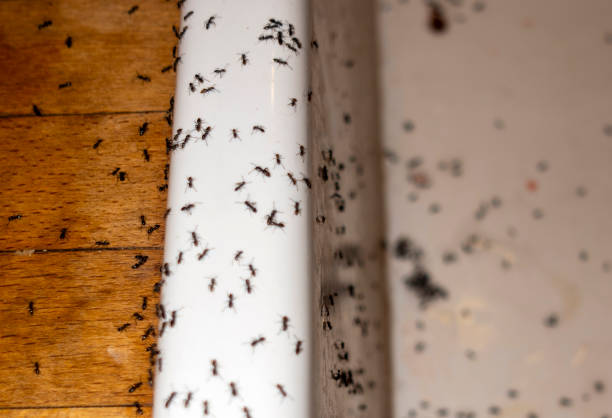 Best Cockroach Control Services  in Allendale, CA